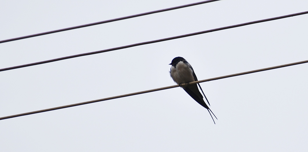 Belgian Birds, or Safari at Home – Journey to Nowhere